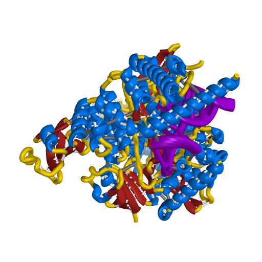 RNA Dependent RNA Polymerase (NSP12)