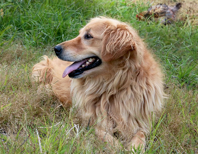 Seasonal and Household Allergens