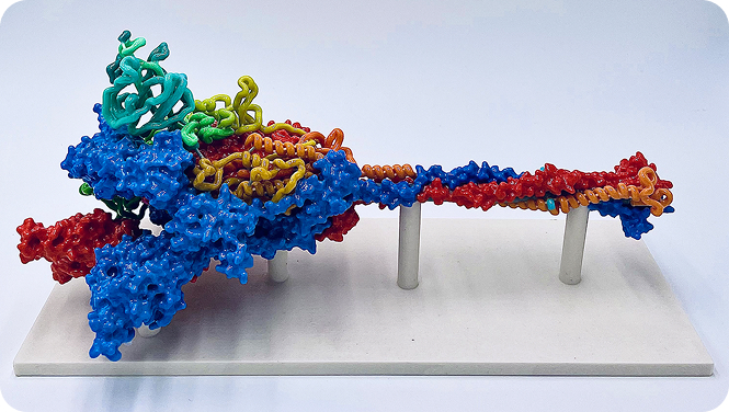 SARS-COV-2 VIRION AND PROTEINS