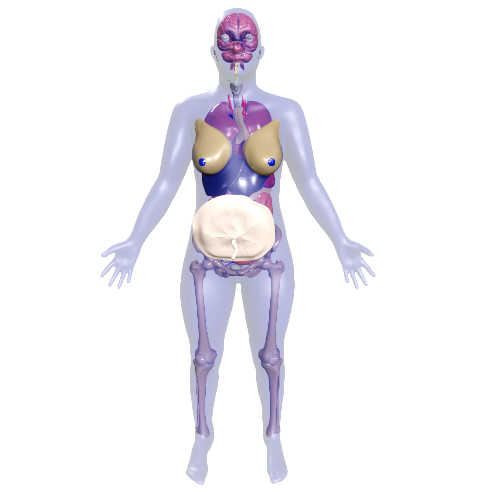 Visible Human Female