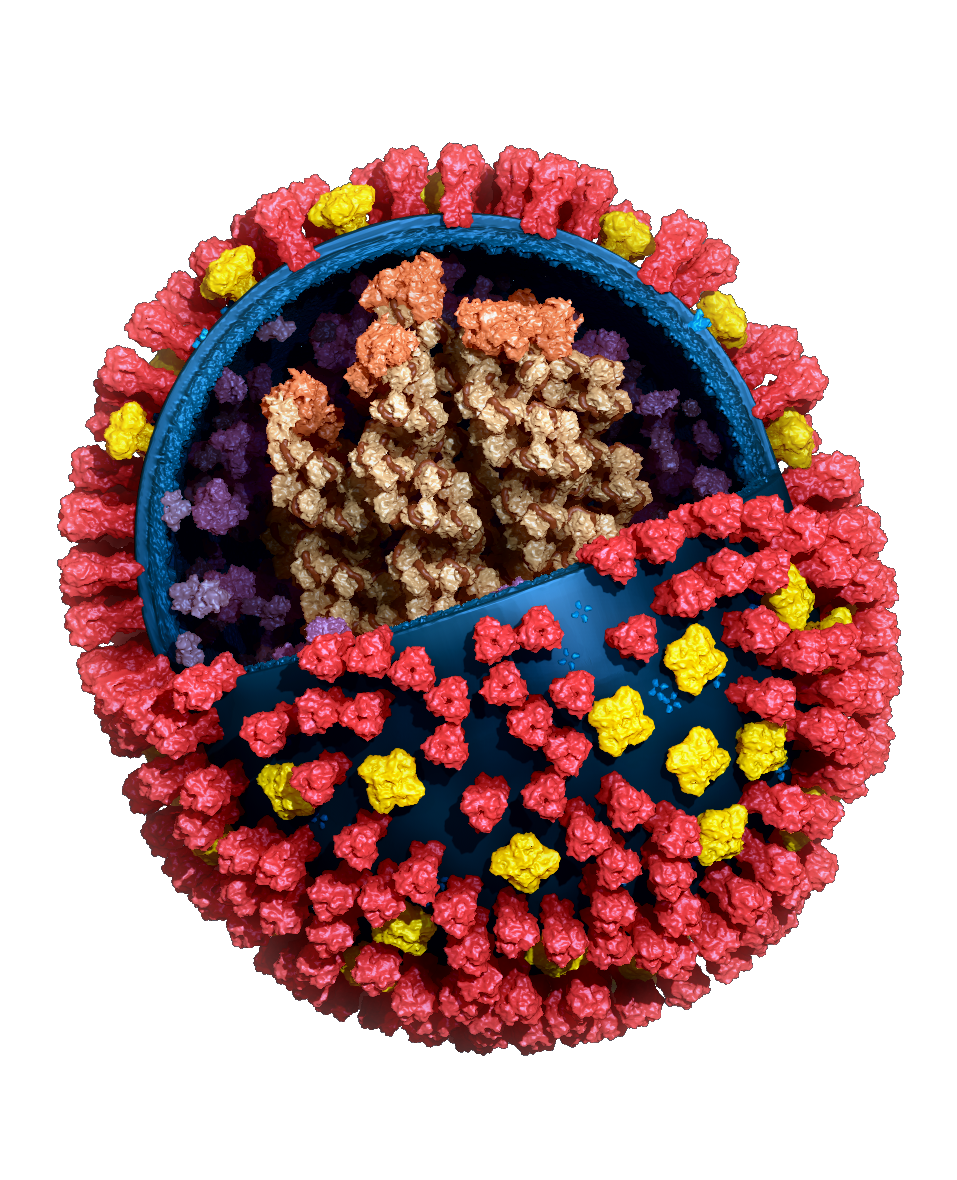 Universal Flu Vaccine