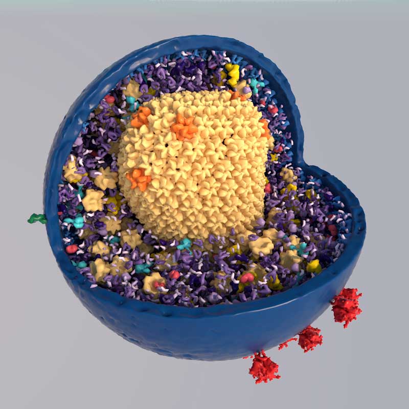 HIV/AIDS Antiretroviral Drugs