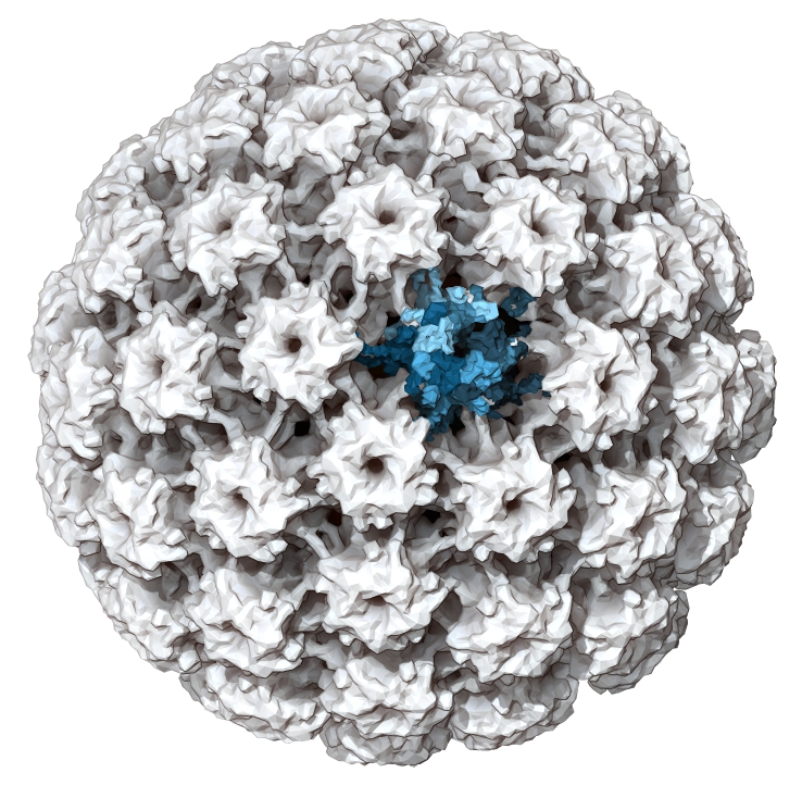 Human Papillomavirus Minichromosome