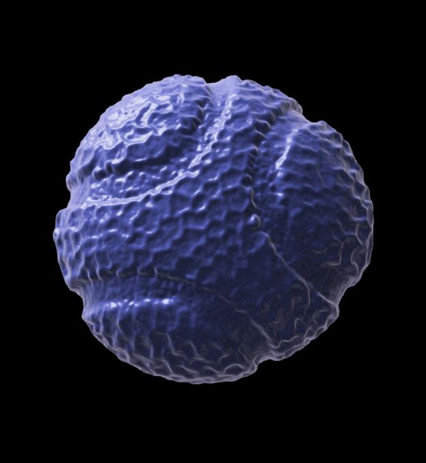 Flowering fruiting plants