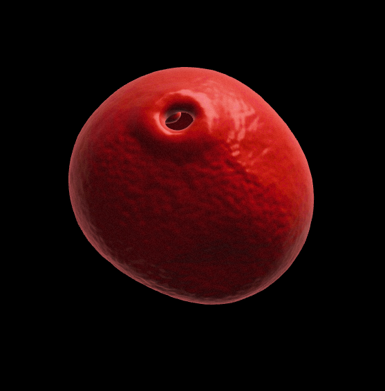 Grasses, rushes and sedges