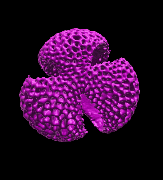 Amgueddfa Cymru, National Museum Wales, palynology collection